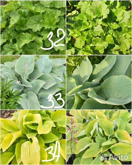 Многолетние цветы для сада 2