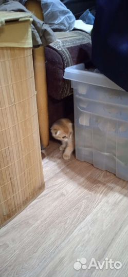 Продаю кошечку