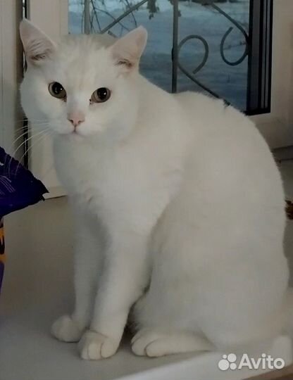 Кот, 8-10 месяцев