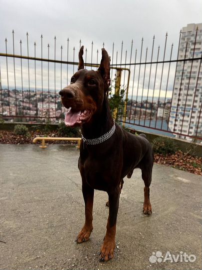 Доберман для фотосессии