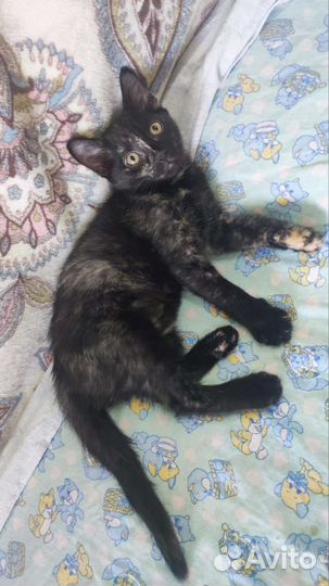 Кошки в добрые руки