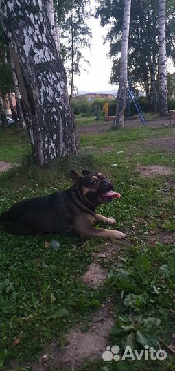 Французский бульдог вязка