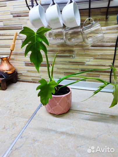 Филодендрон