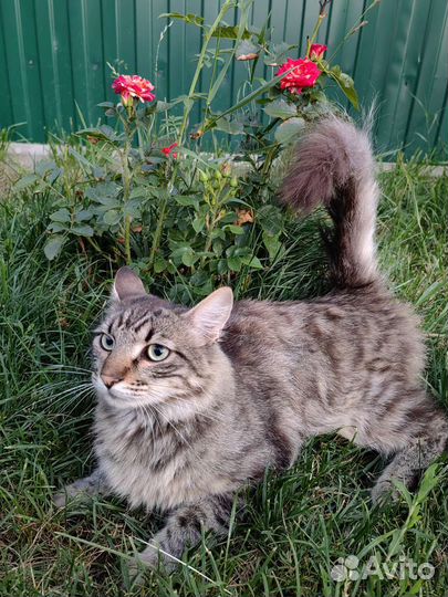 Кот в добрые руки