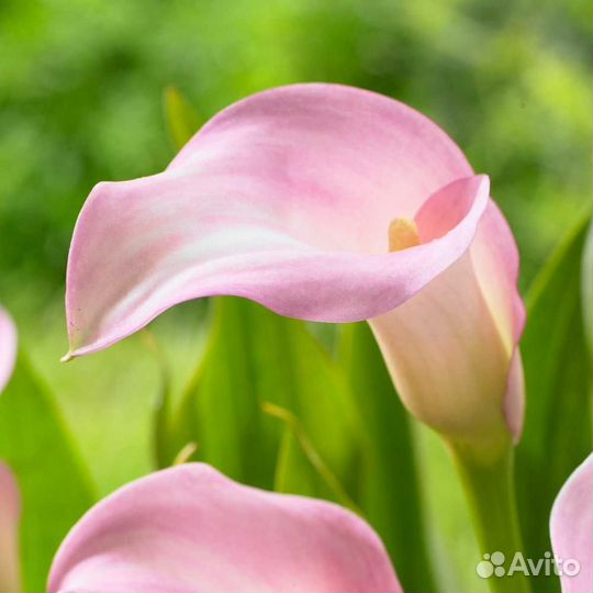 Луковицы каллы