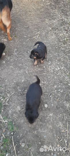 Отдам в добрые руки щенков от немецкой овчарки