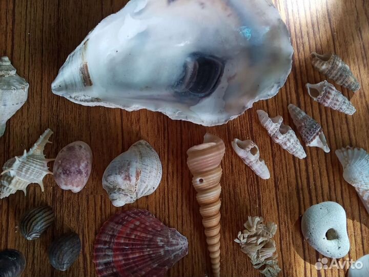 Ракушки набор, наборы для творчества