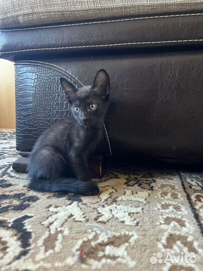 Котята девон-рекс