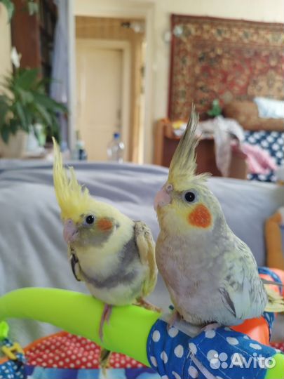 Попугай корелла