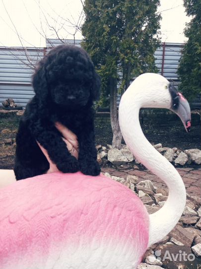 Щенки той пуделя