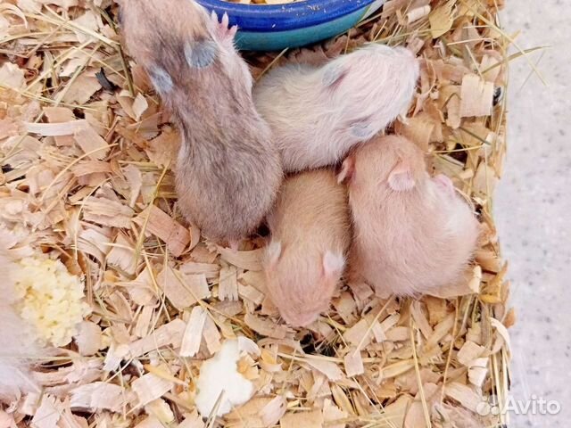 Сирийские хомячки