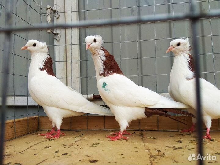 Бойные голуби. шейки