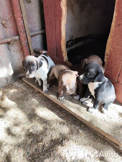 Щенки курцхаара