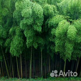 Бамбук зеленый d 15-25мм L=3м