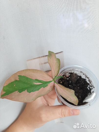 Сингориумы сортовые