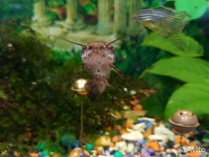 Аквариум с рыбками