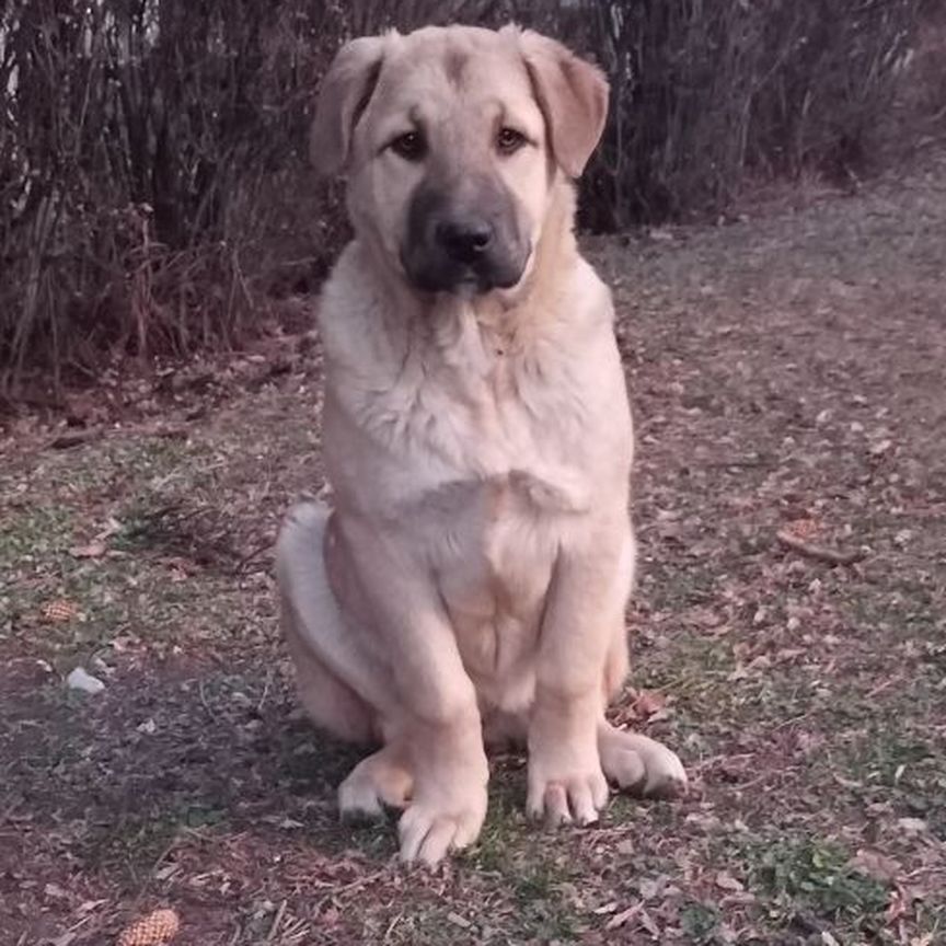 Щенок в добрые руки