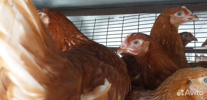Куры Несушки