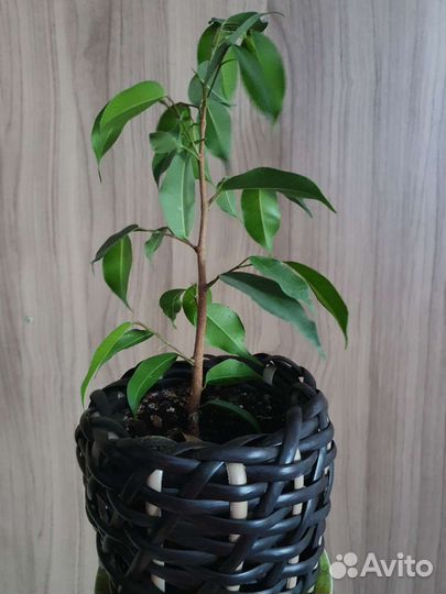 Фикус бенджамина