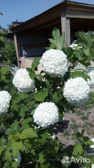 Бульденеж. Сирень