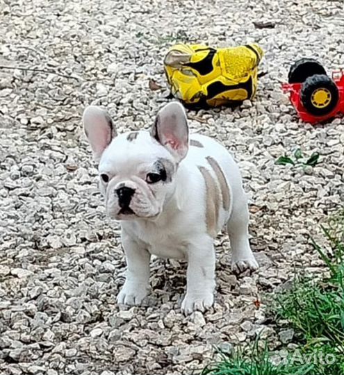 Сдобные французские круасанчики