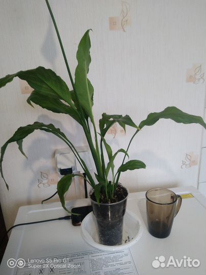 Спатифиллум