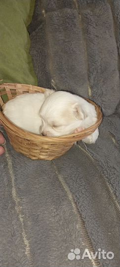 Продаются щенки чихуа