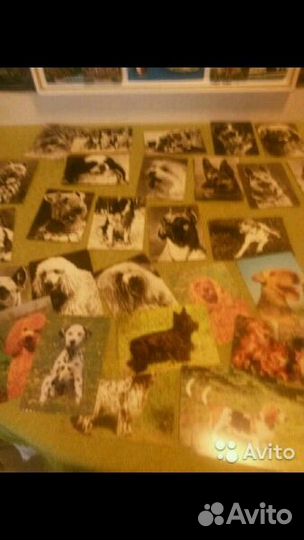 Набор советских открыток животных и птиц 62 шт