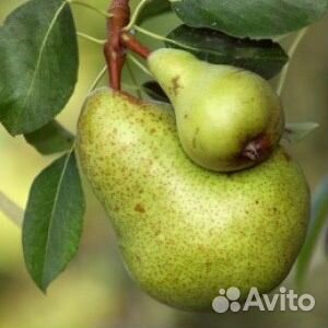 Груша из своего сада сладкая