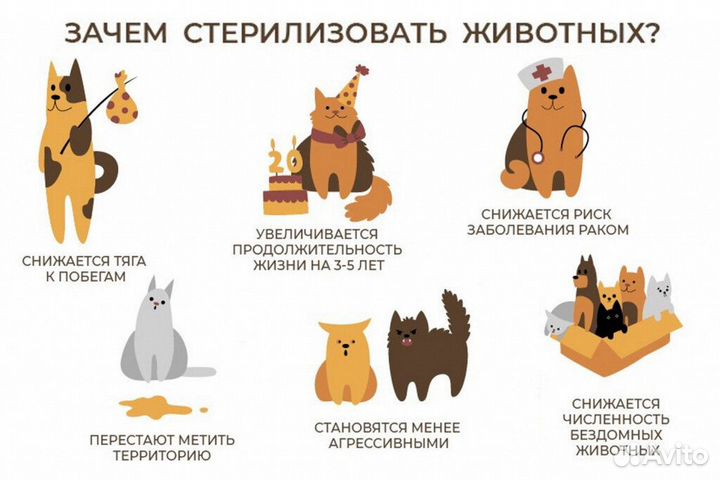 Ветеринарный врач на дом