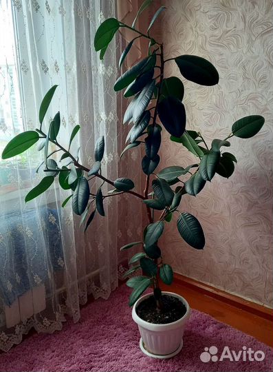 Фикус. Декабрист