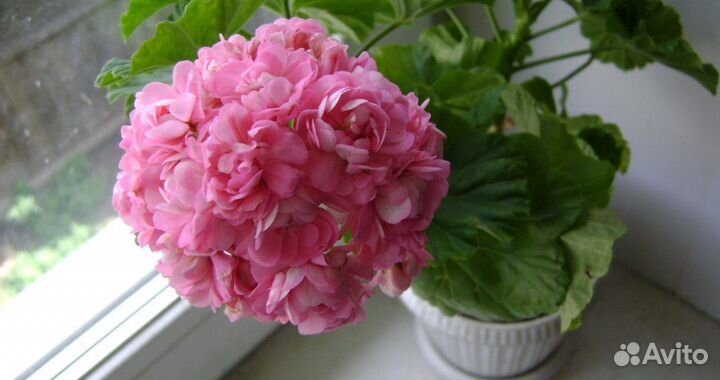 Герань сортовая тюльпановидная розебудная