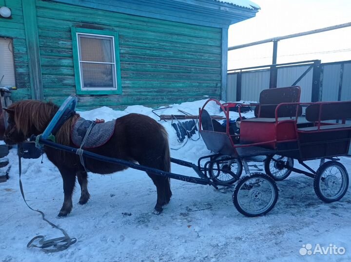 Пони девочка