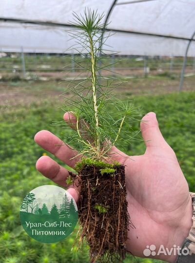 Сеянцы зкс Сосна окс Ель Лиственница Горная