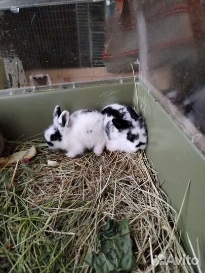 Крольчата декоративные