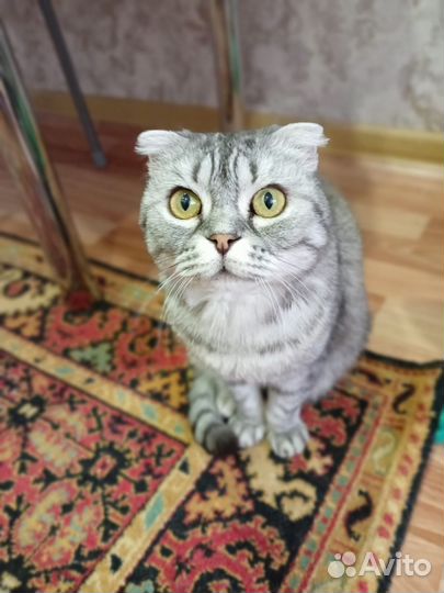 Шотландская вислоухая