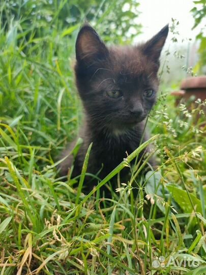 Милые котята