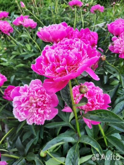 Пион Empire state