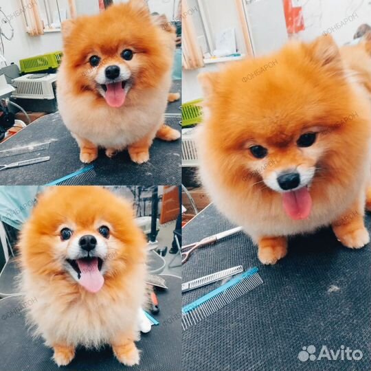 Стрижка собак. Модель на груминг