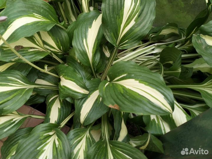 Хоста растение