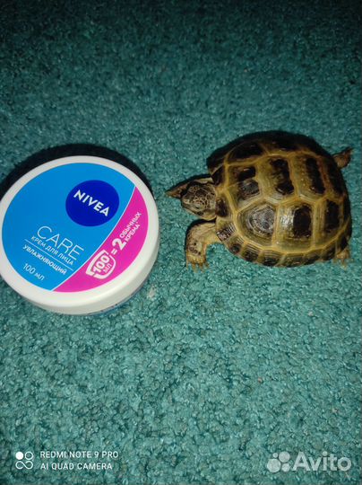 Черепашка сухопутная