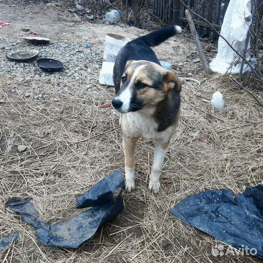 Собака в добрые руки