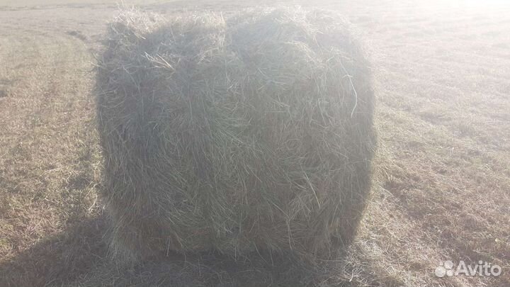 Продам сено в тюках