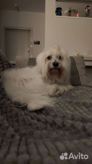 Ищем девочку для вязки