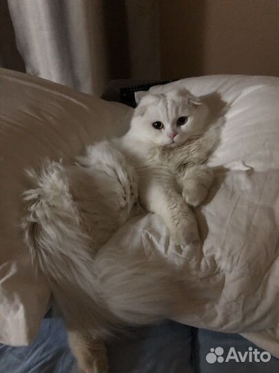 Шотландский кот на вязку бесплатно