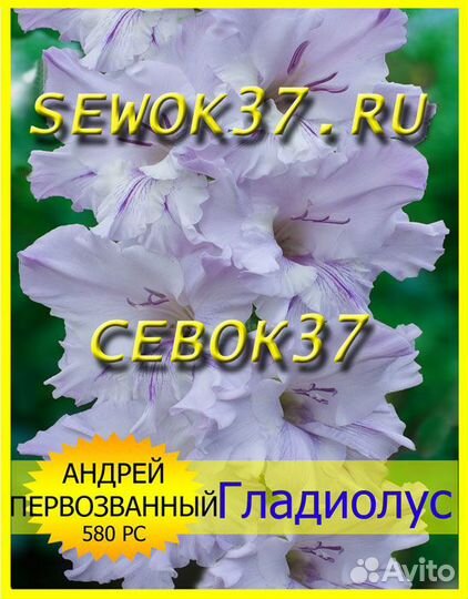 Гладиолусы луковицы