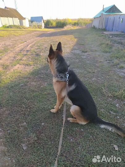 Вязка немецкая овчарка