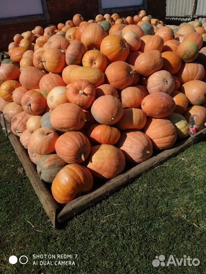 Тыква кормовая