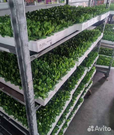 Эустома в кассетах