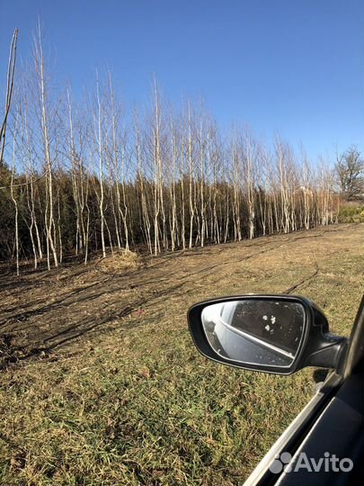 Саженцы берёзы